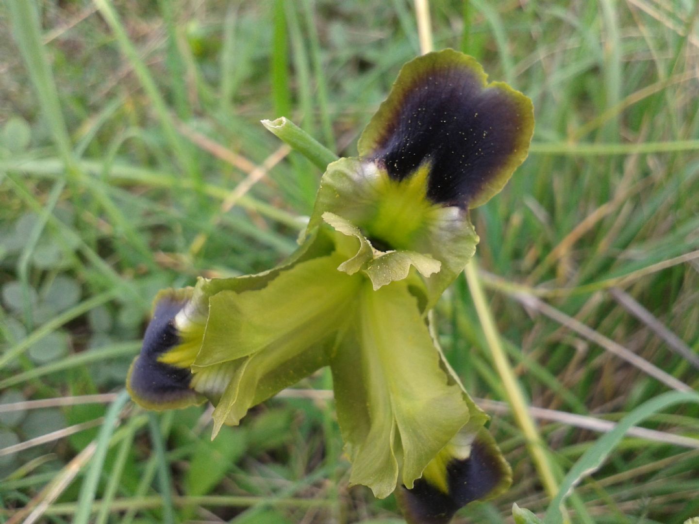 Iris tuberosa (=Hermodactylus tuberosus) / Bellavedova